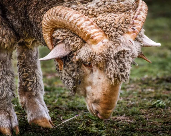 Ένα Κοντινό Πλάνο Του Merino Πρόβατα Βόσκουν Χόρτο Κατά Διάρκεια — Φωτογραφία Αρχείου