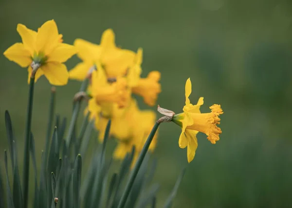 Tiro Seletivo Foco Flores Amarelas Daffodil Campo — Fotografia de Stock