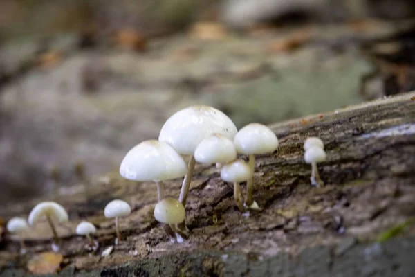 Closeup Shot Cluster Oudemansiella Mucida Mushroom Growing Wood Log Forest — Stock Photo, Image
