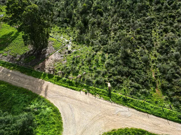 Вид Воздуха Дороги Зеленых Полях Португалия — стоковое фото