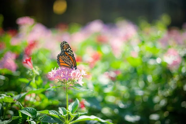 Detailní Záběr Motýla Monarchy Danaus Plexippus Růžovém Květu Zahradě Rozmazaném — Stock fotografie
