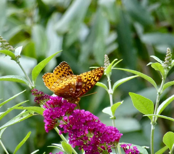 Grand Fritillaire Pailleté Speyeria Cybele Papillon Sur Buddleia Plante Fleurs — Photo