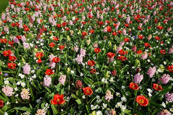 Schönes Natürliches Tulpenblumenfeld — Stockfoto