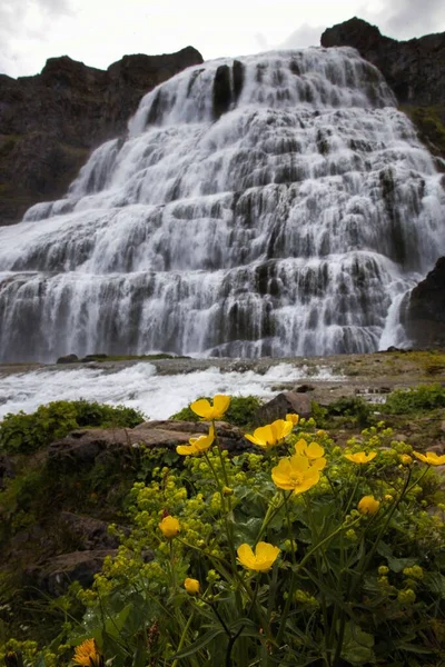 Водопад Кучей Желтых Цветов Переднем Плане — стоковое фото