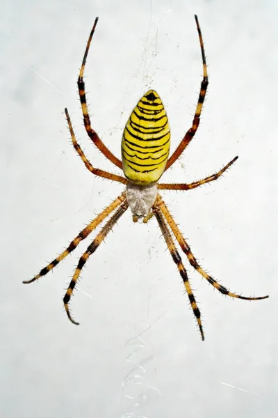 白い背景のArgiope Brenichiクモの閉鎖 — ストック写真