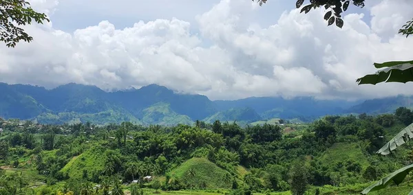 Ein Panoramablick Auf Grünen Tropenwald Einem Sonnigen Sommertag — Stockfoto