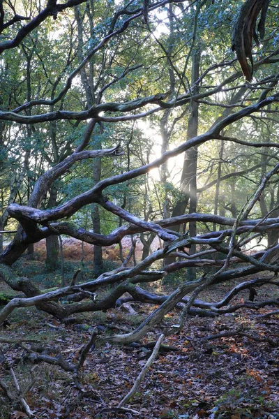 Uma Foto Vertical Galhos Árvores Numa Floresta Birmingham Reino Unido — Fotografia de Stock