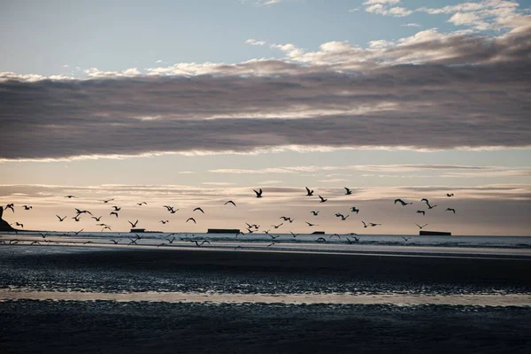 Fiskmåsarna Som Flyger Över Stranden Skymningen Normandie Frankrike Vid Solnedgången — Stockfoto
