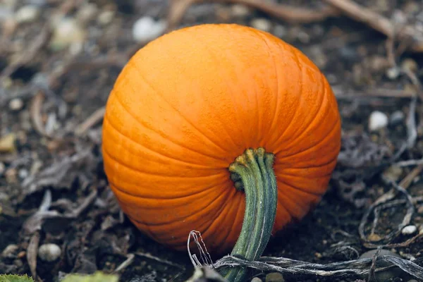 Eine Nahaufnahme Orangefarbener Kürbisse Auf Einem Ackerland Halloween — Stockfoto