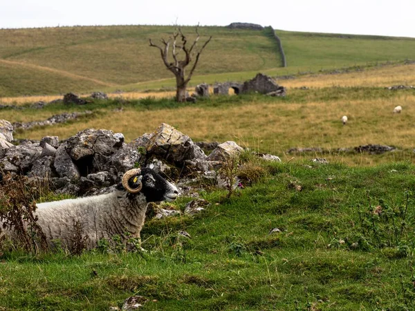 Uma Ovelha Karakul Qaraqul Descansando Prado — Fotografia de Stock
