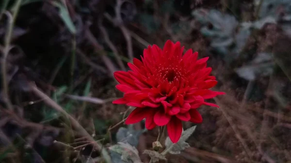 Plano Enfoque Superficial Flor Crisantemo Rojo Bosque — Foto de Stock