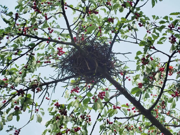 Nízký Pohled Ptačí Hnízdo Malebném Třešňovém Stromě — Stock fotografie