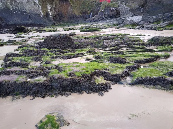 해변의 안개낀 바위들의 경치를 — 스톡 사진