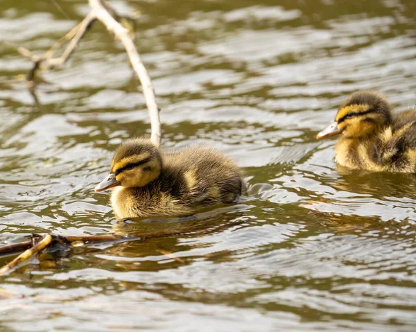 Cute Ducklings Swimming Lake — Stock Photo, Image