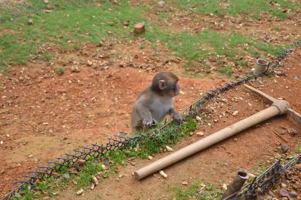 Close Macaco Bebê Lado Uma Picareta Chão — Fotografia de Stock