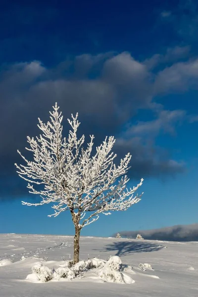 Güzel Bir Karla Kaplı Ağaç Manzarası — Stok fotoğraf