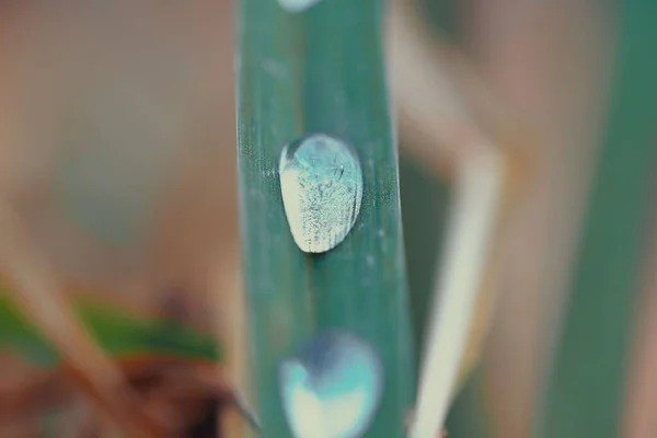 Macro Shot Large Water Droplet Green Grass Blade — Stock Photo, Image