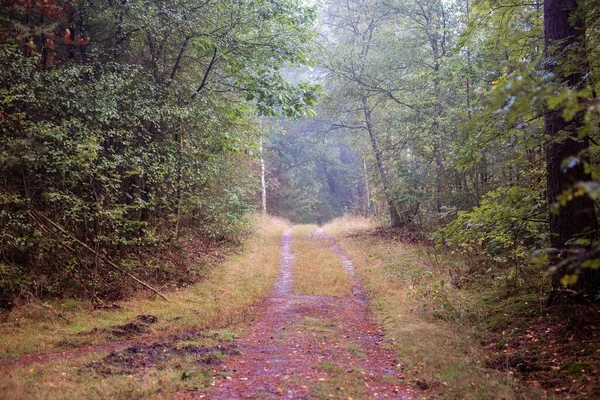霧深い朝の森の中のトレイル — ストック写真