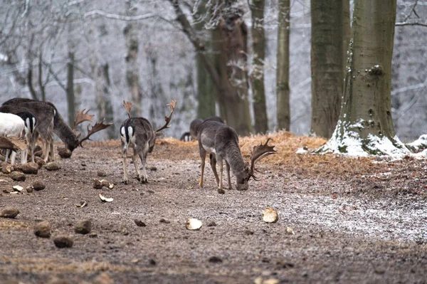 Schöne Aufnahme Einer Herde Elche Die Winter Wald Auf Nahrungssuche — Stockfoto