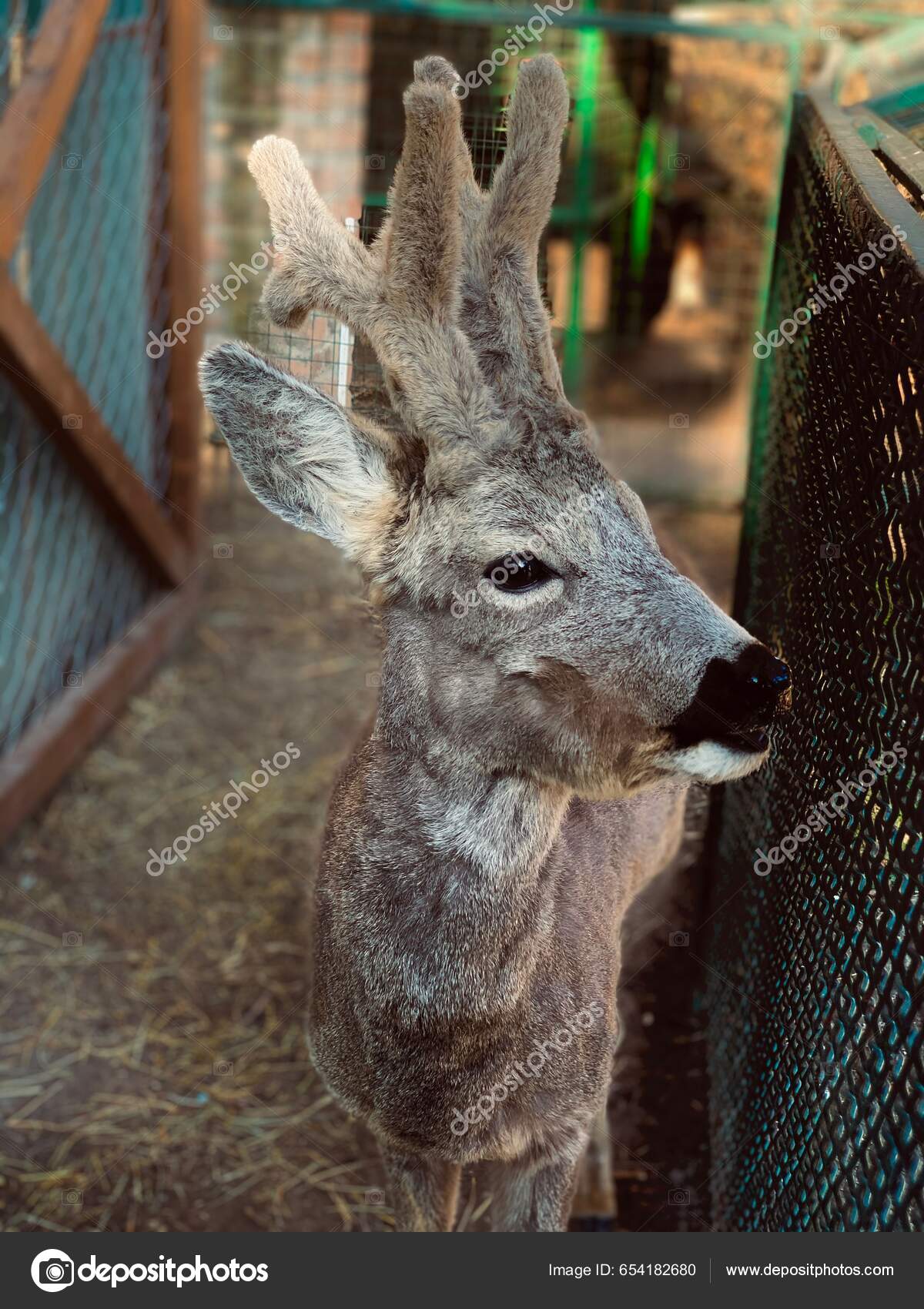 Belo Tiro Cervo Ovas Bonito Atrás Uma Cerca — Foto © wirestock_creators  #654182680, image size:1200x1700