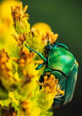 Bulanık bir arka planda sarı kır çiçeklerinde figeater böceğinin dikey görüntüsü.