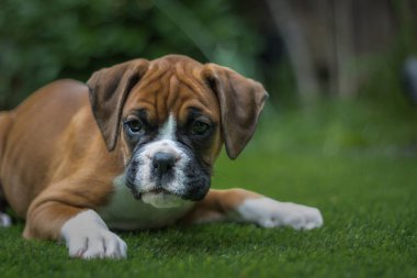 Kahverengi bir boksör köpeğinin uzanıp rahatladığı yakın plan bir fotoğraf.