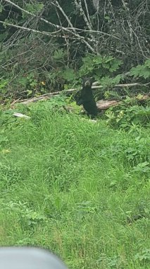 Ormandaki yavru ayının dikey görüntüsü.