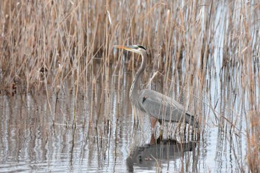 Gölette büyük bir mavi balıkçılın (Ardea herodias) yakın çekimi.