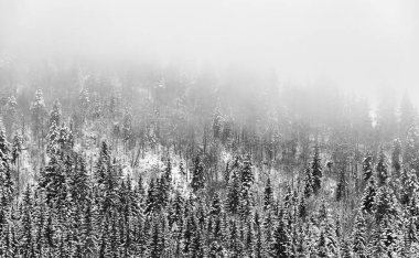 Sisli bir günde karla kaplı çam ağacı ormanı olan bir dağ yamacının havadan görünüşü.
