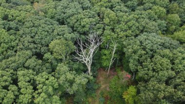 Ortasında ölü bir ağaç olan sık bir ormanın havadan görünüşü.