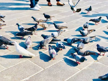 Güneşli bir günde kaldırımda yemek yerken çekilmiş yüksek açılı bir fotoğraf.