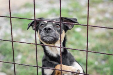 Çitten dışarı bakan bir Mayorka Ratter cins köpeğinin yakın çekimi.