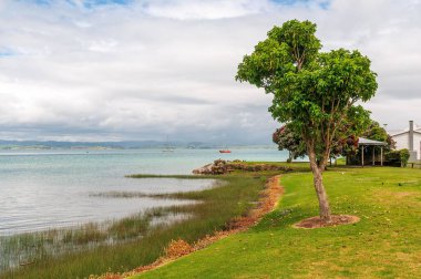 Deniz manzaralı, bulutlu gökyüzünün altında yeşil bir ağaç.