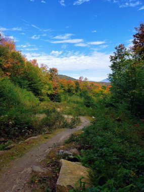 Yoğun ağaçlarla çevrili bir orman yolu.