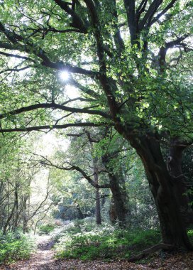 Birmingham, Birleşik Krallık 'ta güneşli bir günde bir ormanın dikey görüntüsü.