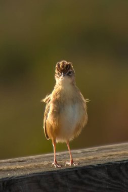 Kahverengi Zitting Cisticola, bulanık bir arkaplanda kayanın üzerinde dikiliyor.