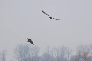 İki kel kartal, uçuş sırasında Haliaeetus leucocephalus..