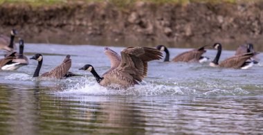 Kanada kazları (Branta canadensis) birlikte yüzerler