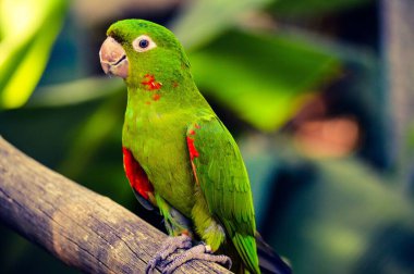 A closeup shot of a white-eyed parakeet perched on a branch clipart