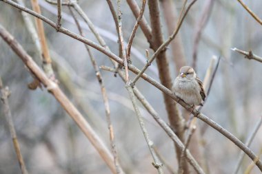 Ormandaki kuru bir dalda oturan sevimli küçük bir serçenin yakın çekimi.