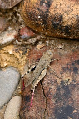 Bir taş üzerinde bir Oedipoda caerulescens (mavi kanatlı çekirge)