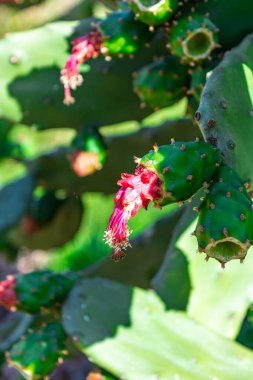 Urumbeta 'nın bir bahçedeki dalları (Nopalea cochenillifera)