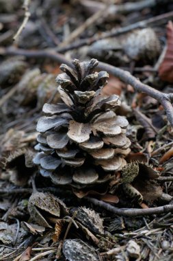 Yere yakın bir çam kozalağı.