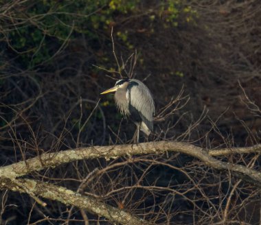 Güneşli bir günde arka planda bulanık bir dalda tünemiş büyük bir mavi balıkçıl.