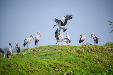 Bir grup gri balıkçıl (Ardea cinerea)