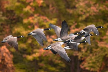 Bir Kanada kaz sürüsü, Branta kanadensis Bulanık sonbahar yapraklarına karşı uçuyor