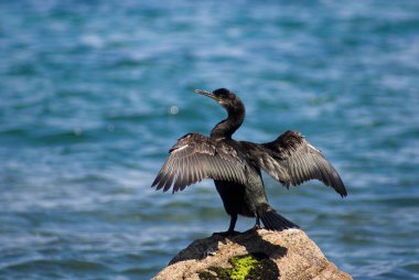 Karabatak kuşunun yakın çekimi kanatlarını açıyor ve deniz kenarındaki bir kayanın üzerinde güneş banyosu yapıyor.