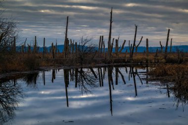 Washington 'daki Wiley Bataklığı' ndaki sudaki ağaç yansımalarının güzel bir manzarası.
