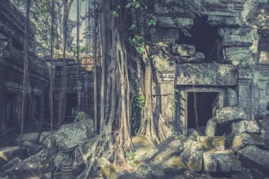 Kamboçya 'daki Angkor Wat tapınağındaki Ta Prohm Tapınağı' nın güzel bir fotoğrafı.