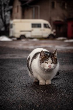 Tüylü Kıbrıs kedisinin (Felis catus) asfaltta oturup bulanık bir arkaplana bakarken dikey yakın çekimi